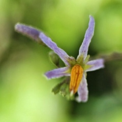 Solanum bahamense