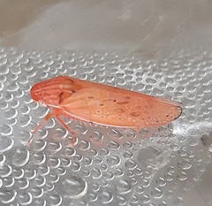 Gyponana