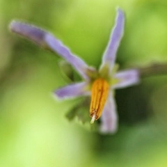 Solanum bahamense