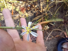 Trachyandra divaricata