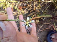 Trachyandra divaricata