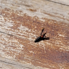 Dilophus pectoralis