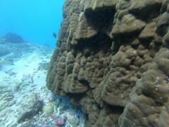 Porites lobata