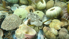 Pleurobranchaea bubala