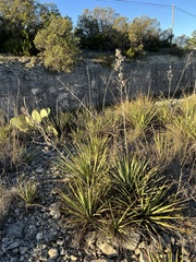 Yucca reverchonii