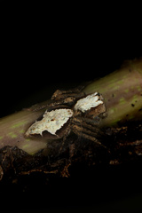 Hamataliwa