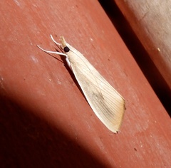 Scirpophaga incertulas