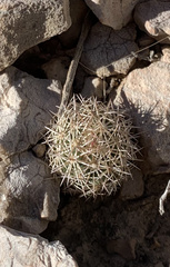 Echinomastus warnockii