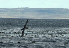 Macronectes giganteus