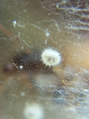 Odontomachus simillimus