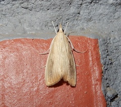 Scirpophaga incertulas