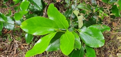Griselinia lucida