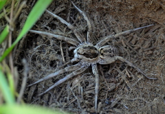 Lycosa praegrandis