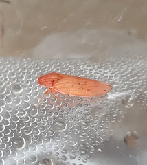 Gyponana