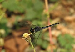 Indothemis carnatica