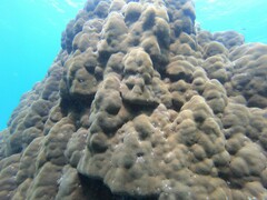 Porites lobata