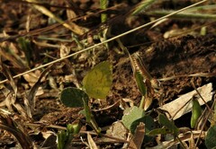 Eurema brigitta