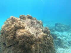 Porites lobata