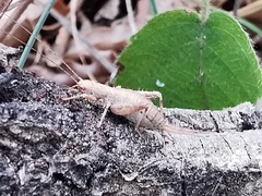 Arachnocephalus vestitus