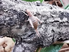 Arachnocephalus vestitus