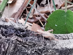 Arachnocephalus vestitus