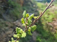 Tetradenia brevispicata
