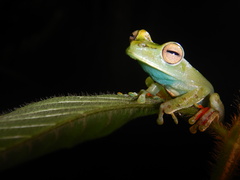 Boana rufitela