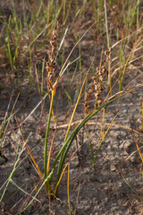Wurmbea stricta