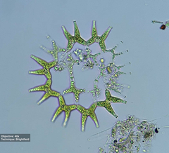 Lacunastrum gracillimum