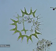 Lacunastrum gracillimum