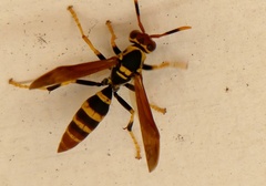 Polistes crinitus