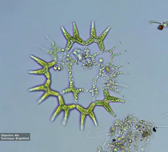 Lacunastrum gracillimum