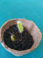 Selenicereus costaricensis