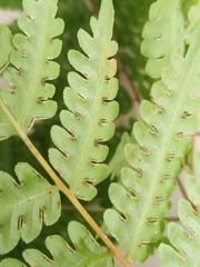 Pteris wallichiana