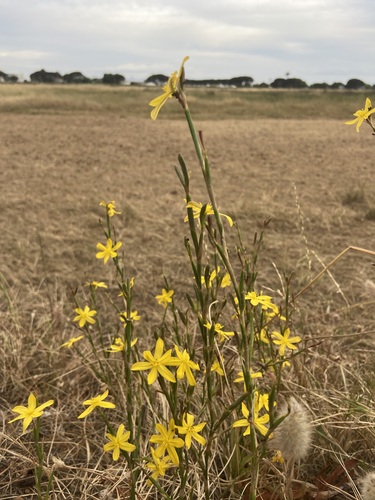 Image of Moraea lewisiae by (c) Ruan van Mazijk, some rights reserved (CC BY-SA)