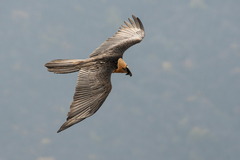 Gypaetus barbatus barbatus