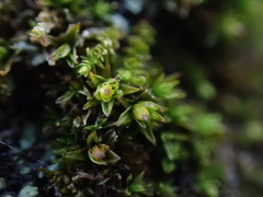 Orthotrichum