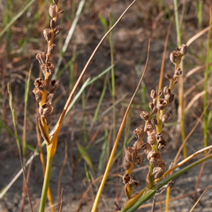 Wurmbea stricta