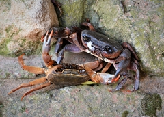 Potamonautes barnardi