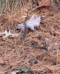 Thamnophis saurita saurita