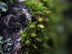Orthotrichum