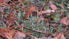 Cladonia coniocraea