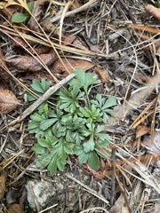 Viola pedata