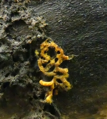 Hemitrichia serpula