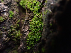 Syntrichia pagorum