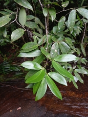 Macrolobium bifolium