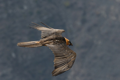 Gypaetus barbatus barbatus