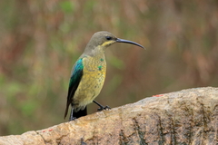 Nectarinia famosa