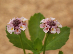 Phyla nodiflora nodiflora