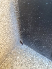 Forficula auricularia